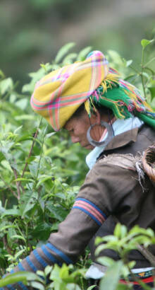 picker in vietnam