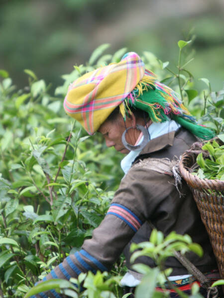 picker in vietnam