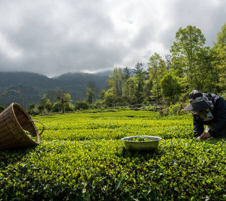 Tea picker