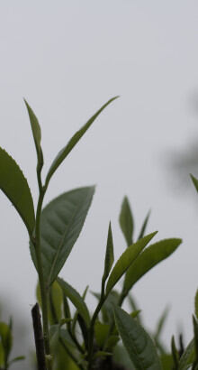 Feuilles de thés brume
									