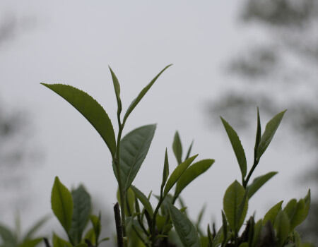 Feuilles de thés brume
									