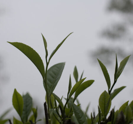 Feuilles de thés brume
                          