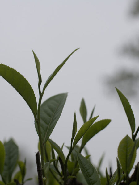 Feuilles de thés brume
	                    