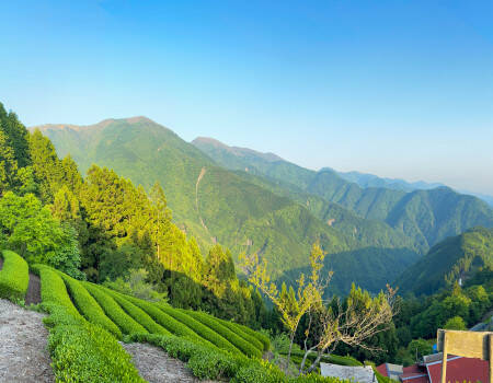 Champs de thé au Japon
									