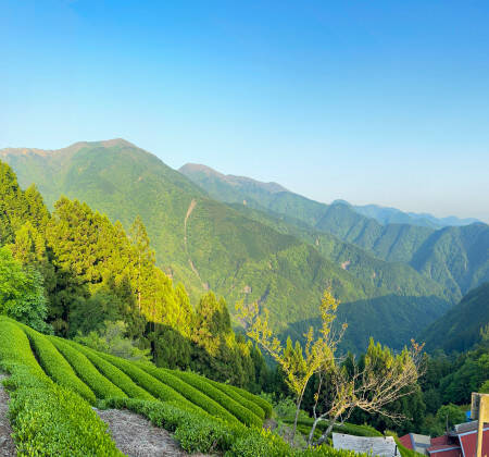 Champs de thé au Japon
                          