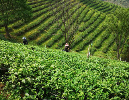 Champ de thé en Thailande
									