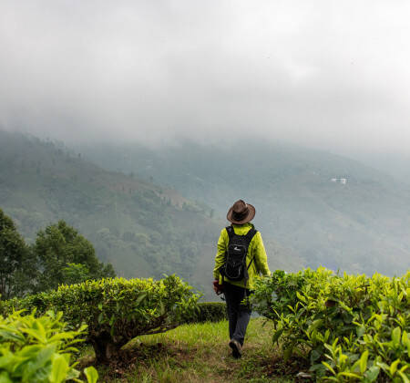 Arlette Rohmer dans un champ de thé en Inde
                          