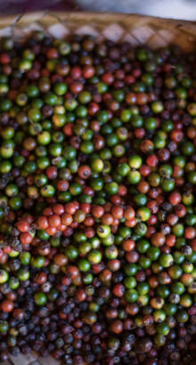 Poivre sri lanka
									