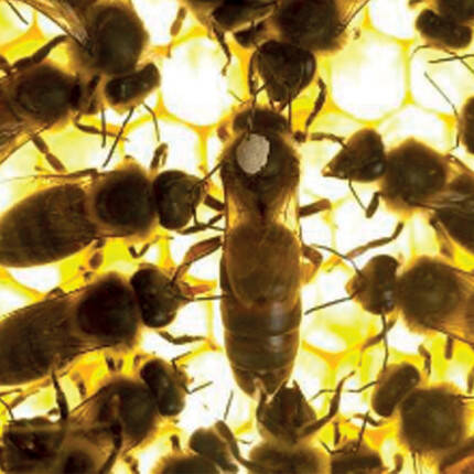 Biodynamie Recherche - Blog