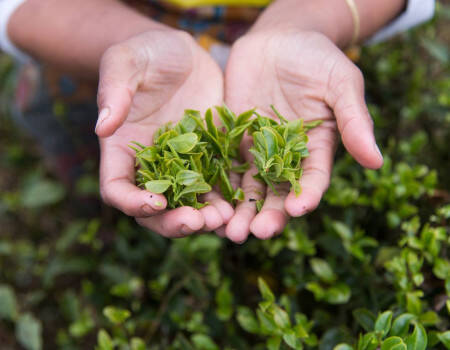Cueillette des jeunes pousses de thés - Inde
									