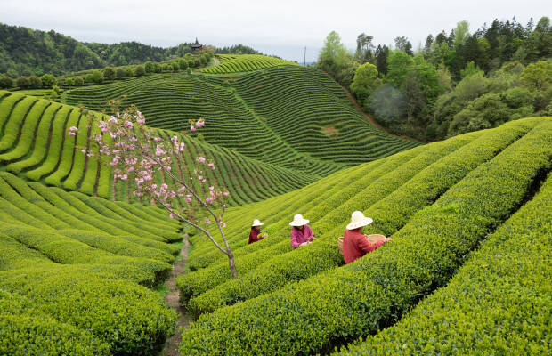 Producteurs - Dazhangshan organic tea farmer association
            
