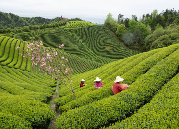 Producteurs - Dazhangshan organic tea farmer association