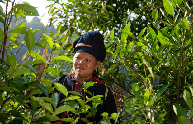 Producteurs - Van Chan coopérative
            