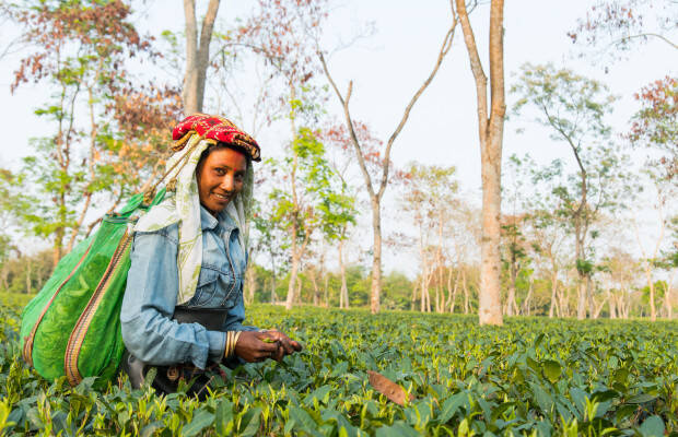 Producteurs - Jardin de thé de Chardwar
            