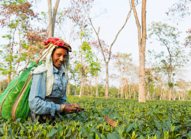 Producteurs - Jardin de thé de Chardwar