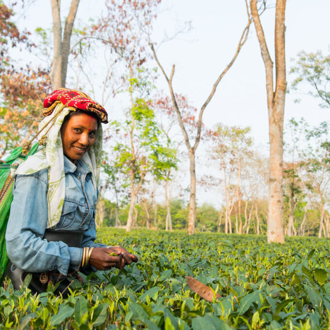 Producteurs - Jardin de thé de Chardwar
			                    