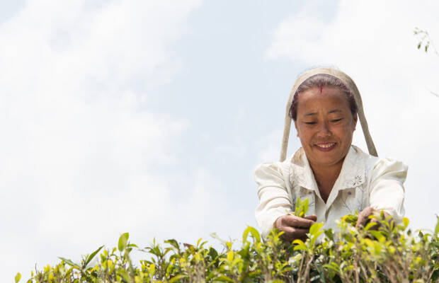 Producteurs - Jardin de thé de Selimbong
            