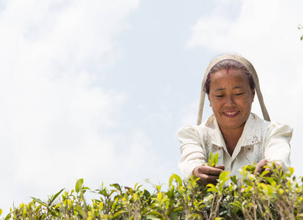 Producteurs - Jardin de thé de Selimbong
