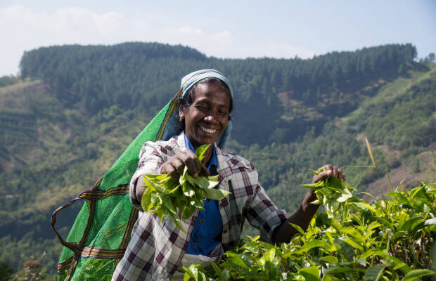 Producteurs - Small Organic Farmer Association
            