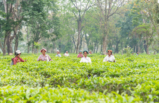 Producteurs - Jardin de thé de Putharjhora
            
