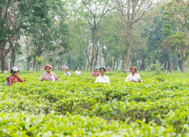 Producteurs - Jardin de thé de Putharjhora