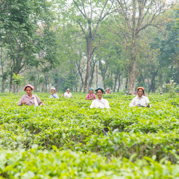 Producteurs - Jardin de thé de Putharjhora
			                    