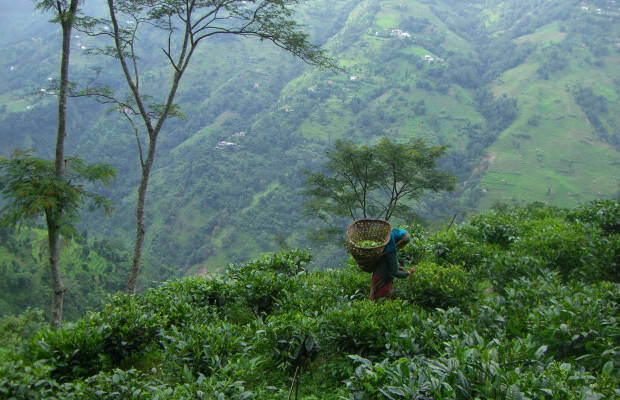 Producteurs -Kanchanjangha Tea Estate
            