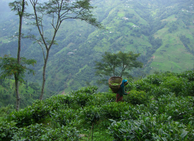 Producteurs -Kanchanjangha Tea Estate