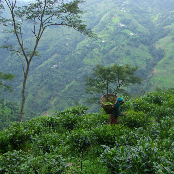 Producteurs -Kanchanjangha Tea Estate
			                    