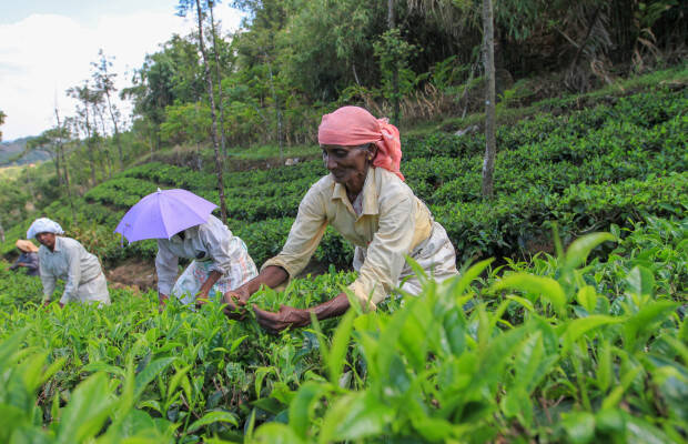 Producteurs - Sahyadri organic small farmers consortium
            