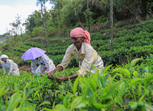 Producteurs - Sahyadri organic small farmers consortium
