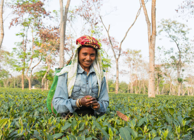 Producteurs - Banaspaty en Assam