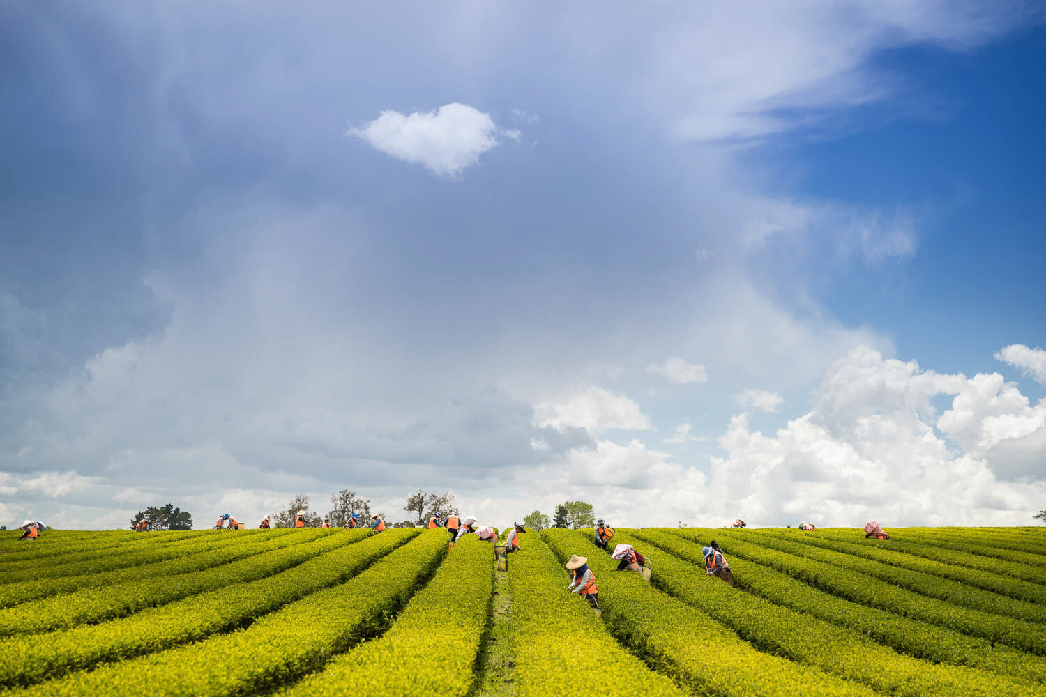 Producteurs - Zealong Tea Estate