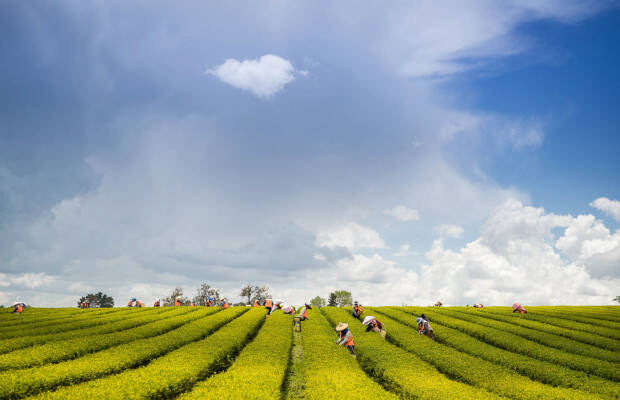 Producteurs - Zealong Tea Estate
            