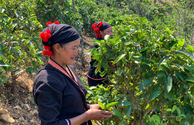 Producteurs - Phongsaly Saylom Green Tea Factory
            