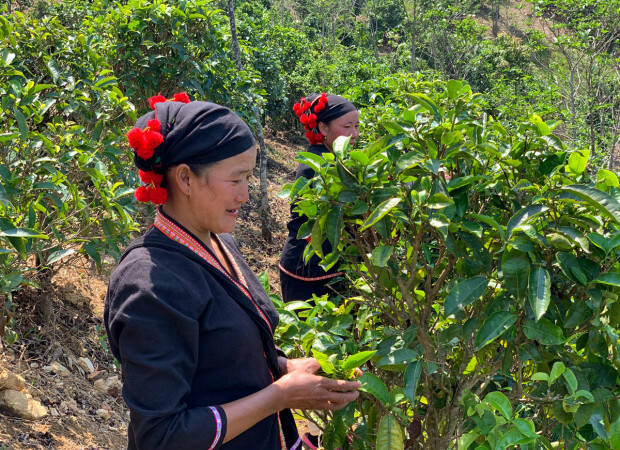 Producteurs - Phongsaly Saylom Green Tea Factory