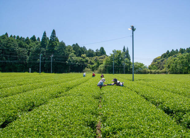 Producteurs - Kirishima