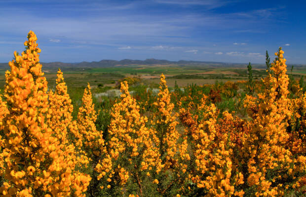Producteurs - Agulhas Honeybush Tea
            