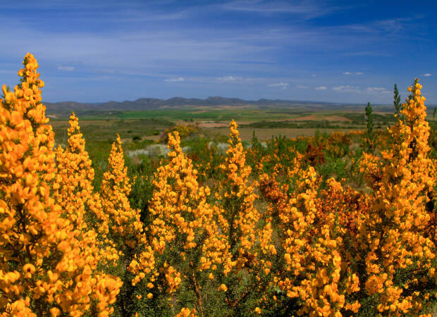 Producteurs - Agulhas Honeybush Tea