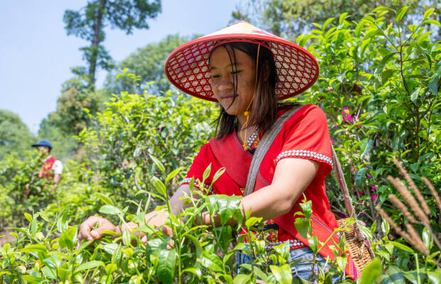 Producteurs - Canguan Yisheng organic tea specialized cooperative
            