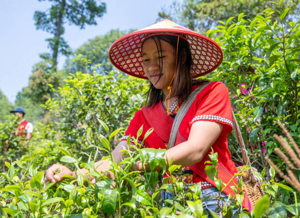 Producteurs - Canguan Yisheng organic tea specialized cooperative
