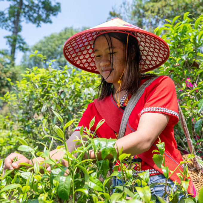 Producteurs - Canguan Yisheng organic tea specialized cooperative
			                    