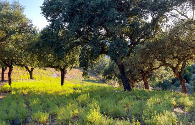 Producteurs - Monte Das Aromaticas
            