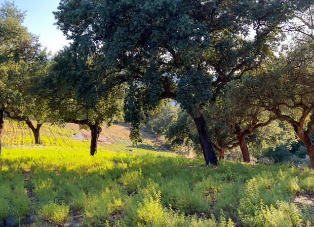 Producteurs - Monte Das Aromaticas