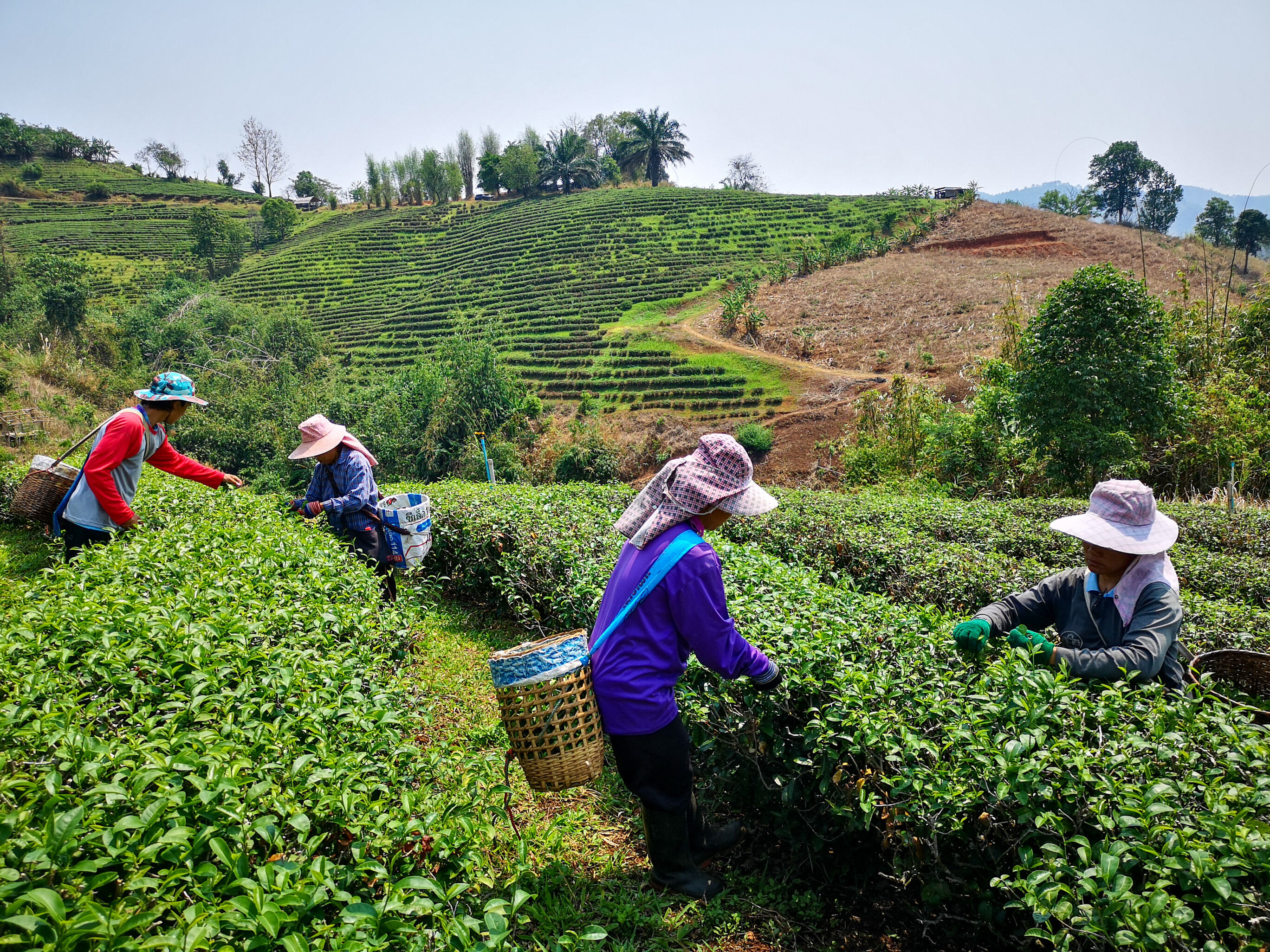 Producteurs - Chock Chamroen Tea Garden