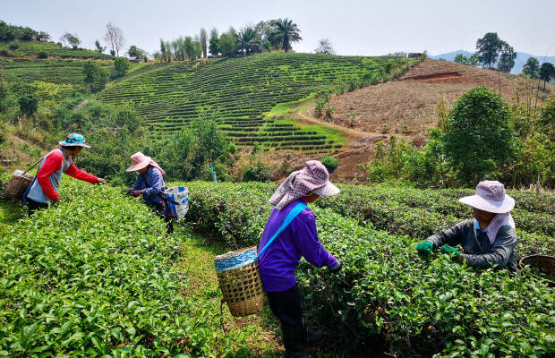 Producteurs - Chock Chamroen Tea Garden
            