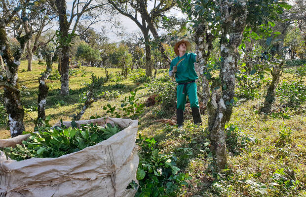 Producteurs - Consortium des producteurs Sateré Mawé (CPSM)
            