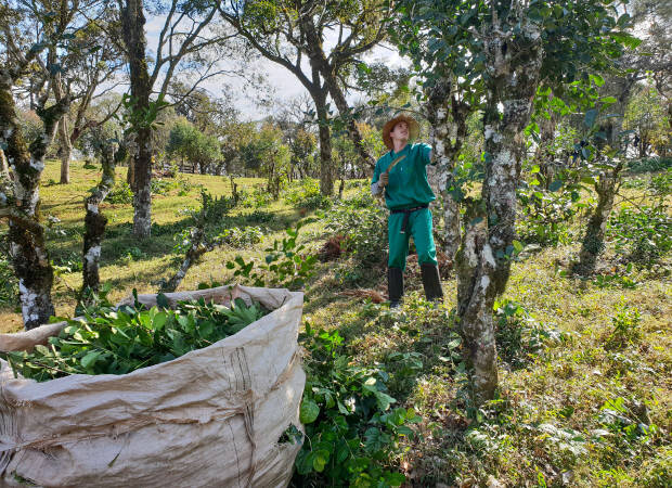 Producteurs - Consortium des producteurs Sateré Mawé (CPSM)