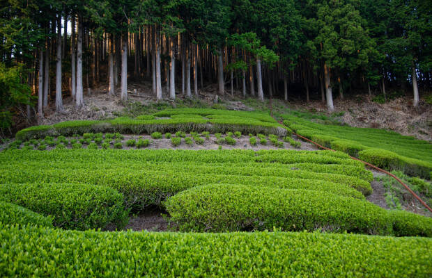 Producteurs - Shizuoka
            