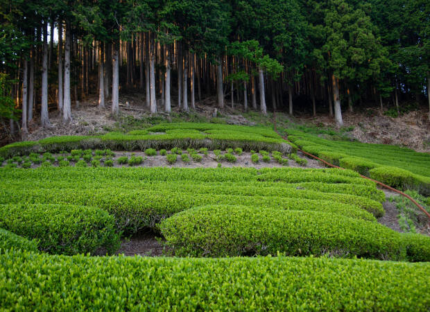 Producteurs - Shizuoka